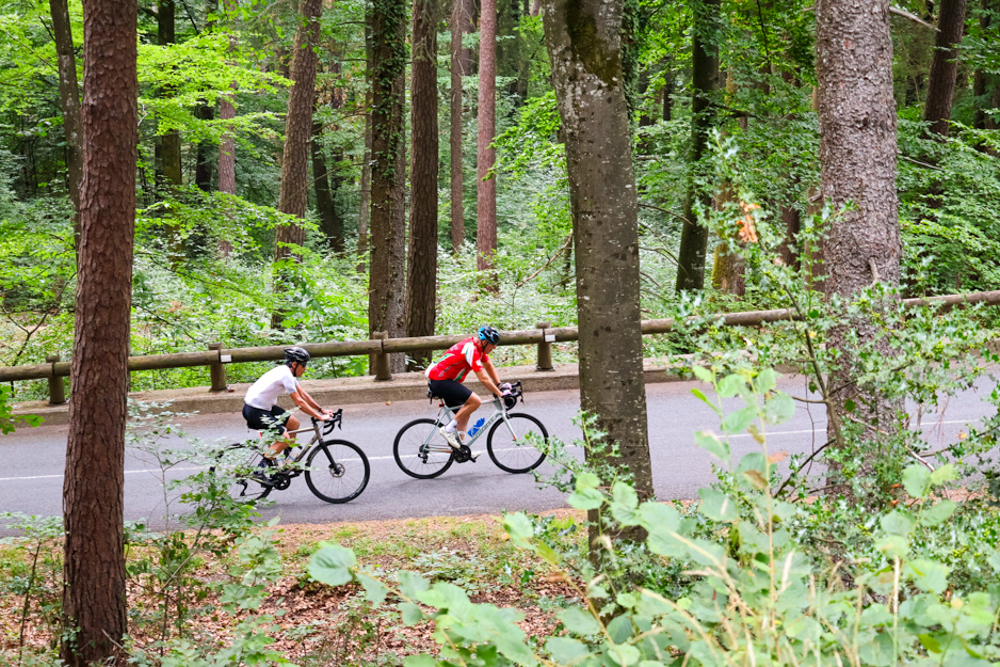 Cyclists riding through a forested road in France